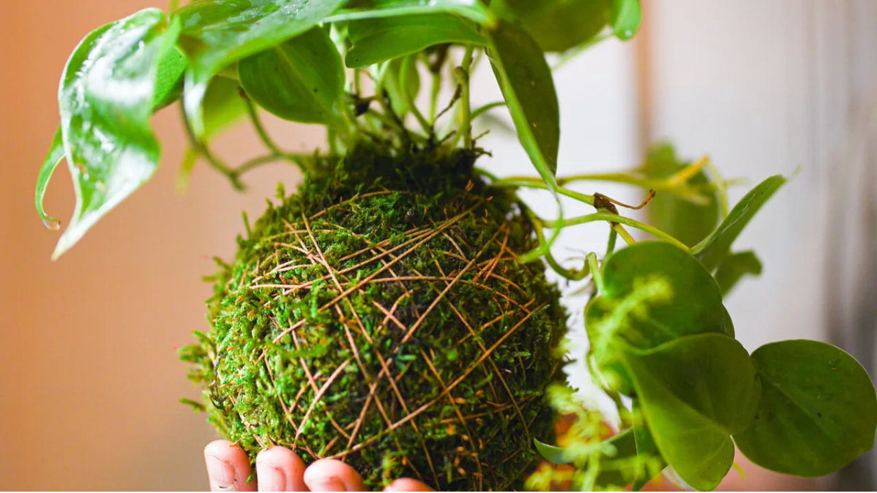 Kokedama Making workshop